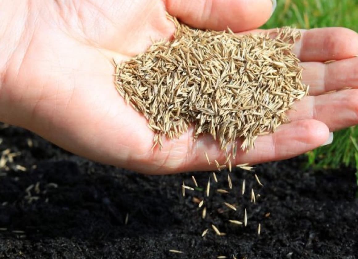 Penn State grass seed mix with perennial ryegrass Kentucky bluegrass and creeping red fescue